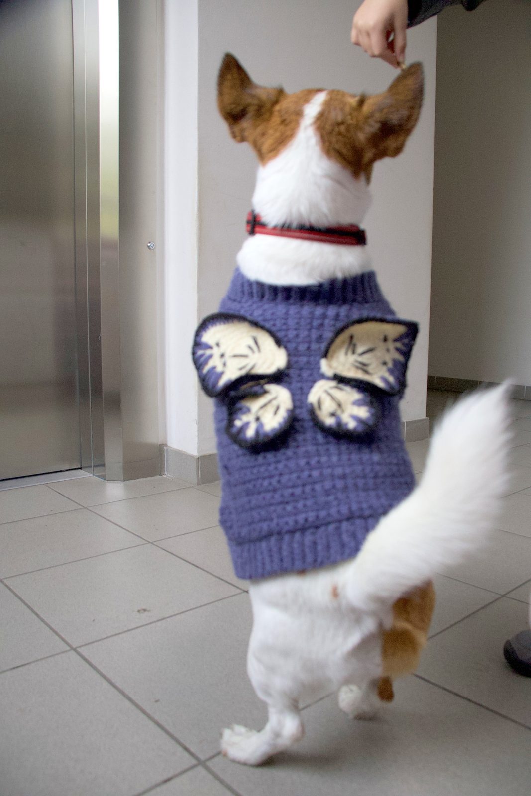 Butterfly Dog crochet sweater — small tan and white dog wearing the 3D butterfly wings applique, back view indoors