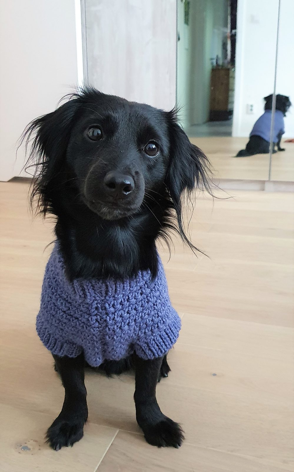 Nori Dog Sweater